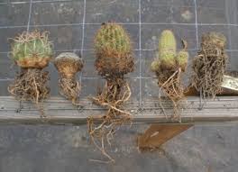 How to grow a cactus. Cactus Roots Grow Deep Cactus Jungle