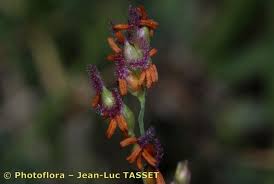 Image result for Panicum repens