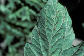 Image result for tomato seedling pseudomonas syringae pv tomato symptoms