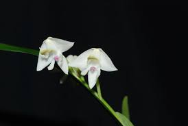 Image result for Polystachya fallax