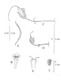Image result for Anticharis senegalensis