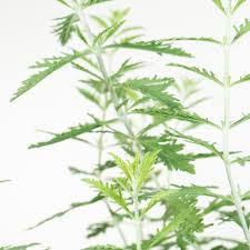 Image result for perovskia atriplicifolia 'little spire'