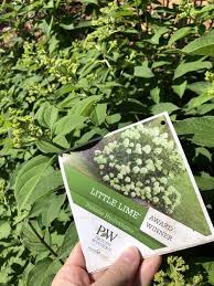 The most cold and heat tolerant pomegranate we've ever grown. Little Lime Hydrangea Care A Gardener S Guide To Dwarf Limelight Hydrangeas Home For The Harvest