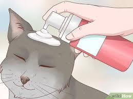 We did not find results for: 3 Ways To Bathe A Cat Without Water Wikihow Pet