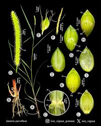 Image result for Setaria parviflora