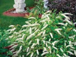 It is the flowering shrub grown for its white colour flowers in summer. Little Henry Virginia Sweetspire Itea Virginica Little Henry Flowering Shrubs For Shade Shade Shrubs Plants