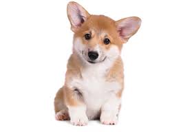 Explore 14 listings for corgi puppies for sale uk at best prices. Portland Pembroke Welsh Corgi Puppies For Sale Uptown
