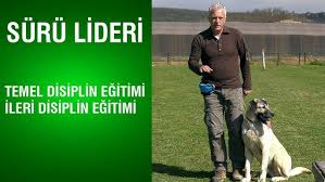 Kopeklerde Itaat Ve Disiplin Egitimi Genclik Cagindaki Kopege Nasil Davranilmalidir Youtube