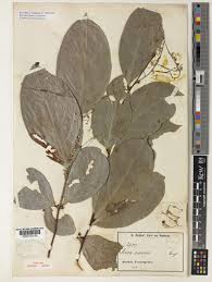 Image result for Dactyladenia