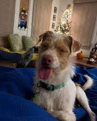 Take Paws Rescue | Scrappy is a two year old terrier mix who is full grown  at 20 lbs. He's as sweet as he is handsome. Scrappy was born with a carpal