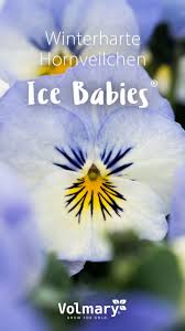 Idee Fur Die Bepflanzung Im Herbst Winterharte Hornveilchen Und Stiefmutterchen Winter Blumen Bepflanzung Winterhart