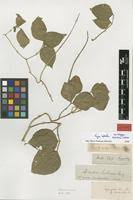 Image result for Vigna mildbraedii