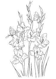 Free Gladiolus Flowers To Color Flower Coloring Pages Animal Coloring Pages Coloring Pictures