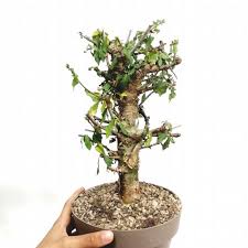 Image result for Commiphora schlechteri