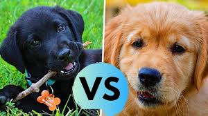 Now before what golden retriever chocolate lab mix weighs, and what would be their height and lifespan, let's know about its parents first. Labrador Retriever Vs Golden Retriever Difference Youtube