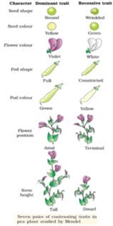 Monohybrid definition in biology a monohybrid cross is defined as the breeding experiment conducted between parents which differ in one specific trait mono meaning one or in other words the parents are heterozygous having dissimilar alleles at only one locus. Monohybrid Cross Mendel S Experiment Procedure Conclusion