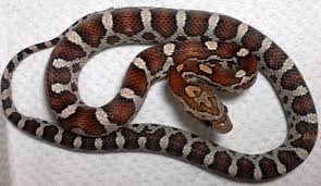 Barwa podstawowa jest rozmaita od białej przez szarą po ceglastoczerwoną. Waz Zbozowy Pantherophis Guttatus Miami Het Hypo Ph Stripe Egzotic Room