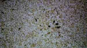 Je fais des vidéos quand j'me fais chier. Hallan Excremento De Ratones En Cereal De Amaranto En El Cam Ocotlan Megalopolis