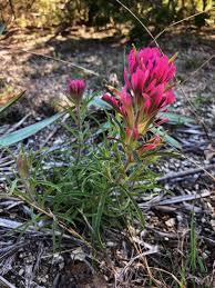 Roses, tulips, lilies, daisies, irises, orchids, poms Cedar Ridge Preserve Travis Ward Horticulture