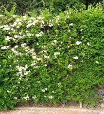 Image result for Bauhinia bowkeri