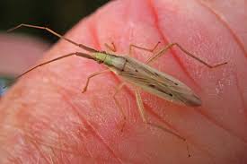 Image result for Stenostelma