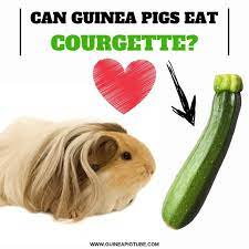 Can guinea pigs eat zucchini everyday. Can Guinea Pigs Eat Courgette Benefits Risks Serving Size More Guinea Pig Tube