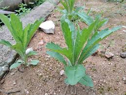 Image result for Conyza limosa