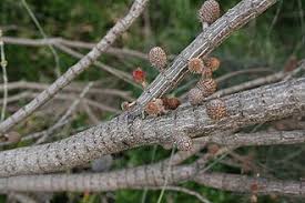 Image result for Casuarina verticillata