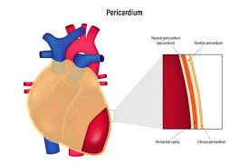 Image result for Pericardium
