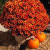 How to plant mums in a container : 1