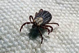 Ticks General Common Pests In South Florida Advantage Pest Related Services