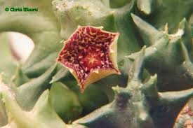 Image result for Orbea carnosa