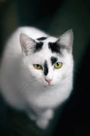 Ready to be used in web design, mobile apps and presentations. Katze Weiss Kostenlose Bilder Download Titania Foto