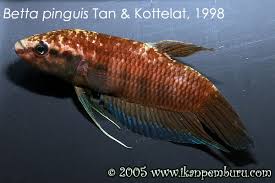 Betta Pinguis Seriously Fish