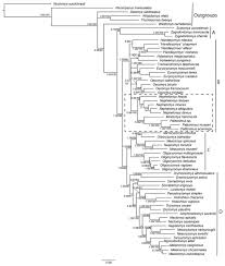 Calassomys apicalis (s'ha redirigit des de: A New Genus Of Oryzomyine Rodents Cricetidae Sigmodontinae With Three New Species From Montane Cloud Forests Western Andean Cordillera Of Colombia And Ecuador Peerj