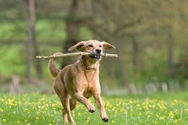 Check poison symptoms, diagnosis & treatments. Contact Us All Pets Veterinary Hospital