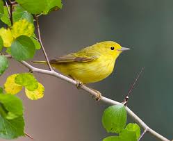 The best wallpapers of the yellow warbler only here! Galveston Com Yellow Warbler Galveston Tx