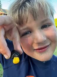 Seen my 1st baby snapper failing to cross the.road hope it's the last I  tired to help