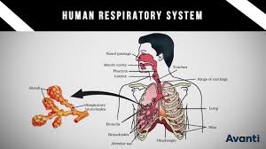 life processes class 10 cbse revision important questions