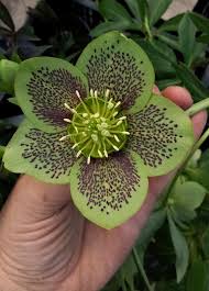 Hellebore flowers are fairly easy to care for once established, as long as the conditions are right. Learn How To Harvest Hellebores So They Won T Wilt In The Vase