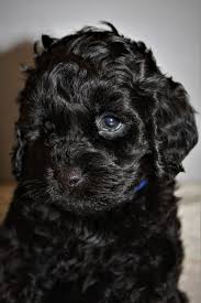 What a gorgeous cockapoo puppy this is! Cockapoo Current Planned Litters Mill Creek Family Farms