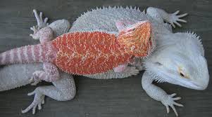 16 to 24 inches long. Red White Bearded Dragons Baby Bearded Dragon Bearded Dragon Bearded Dragon Care