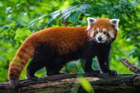 The red panda is the real charmer of the wildlife of sikkim with its cute presence on the treetops. Talk Red Panda Wikiwand