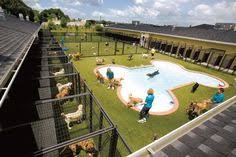 Why not treat your dog to one as well? 170 Pet Boarding Ideas In 2021 Pet Boarding Diy Dog Stuff Dog Daycare