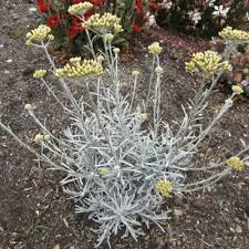 Image result for Helichrysum chasei
