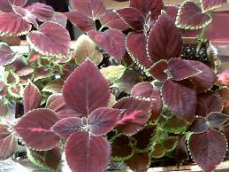 Image result for Coleus buchananii