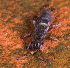| 9,550 real customer reviews. How To Get Rid Of Springtails Springtails Information Rhode Island Ri