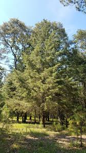 Image result for Cupressus lusitanica