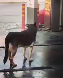 Benim Bi Sirt Kasima Var Borcum Nedir Smart Dog Dog Wash Dogs