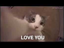 I Love You Funny Cat Kissing The Camera Gif Youtube
